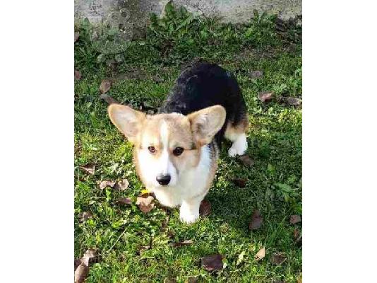 Corgi Welsh Pembroke